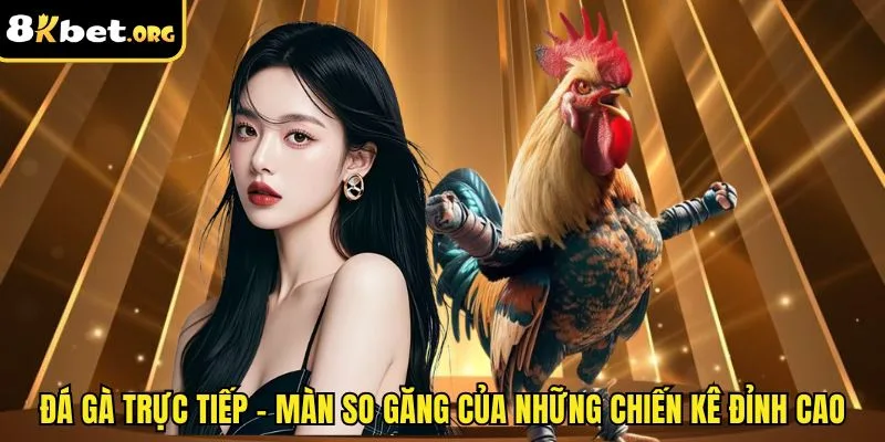 Đá Gà Trực Tiếp – Màn So Găng Của Những Chiến Kê Đỉnh Cao