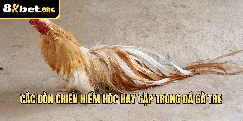 Các đòn chiến hiểm hóc hay gặp trong đá gà tre