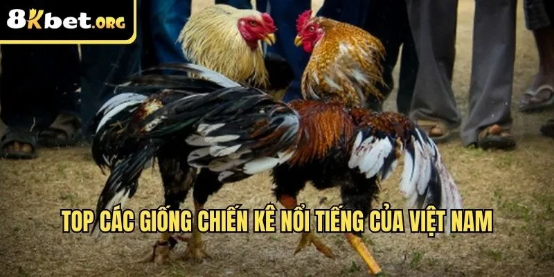 Top các giống chiến kê nổi tiếng của Việt Nam